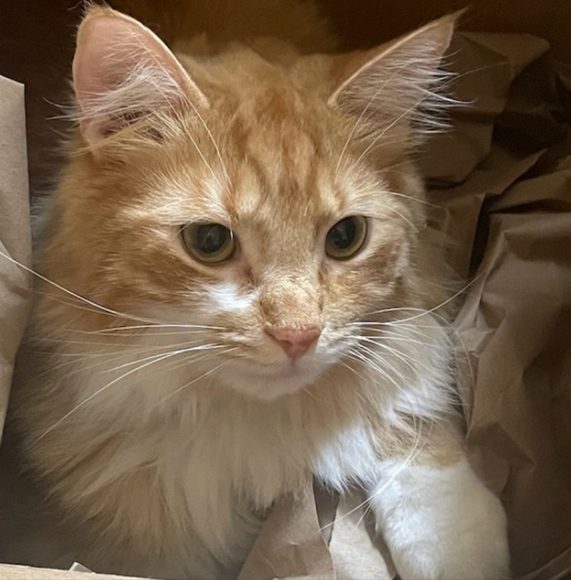 Meet your Posher, Sheri - Picture 5 of 6